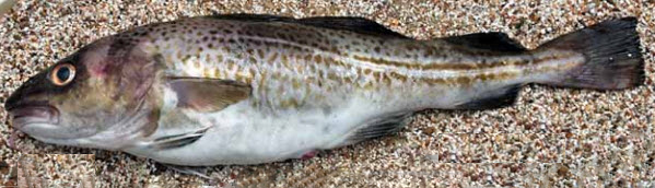 Gadus morhua_05555